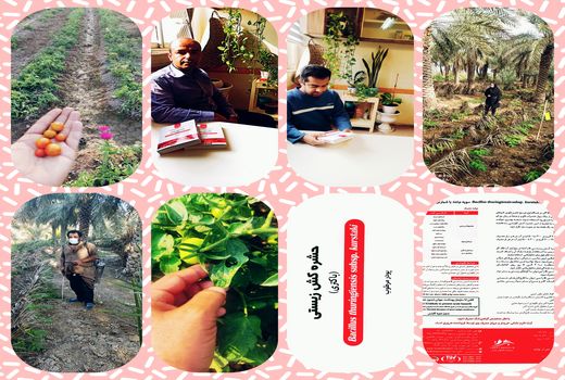 کشاورزی زیستی و پایدار در آبادان با استفاده از سموم بیولوژیک