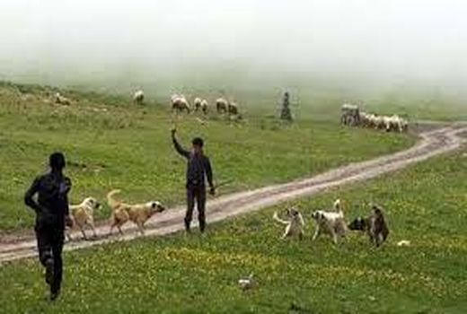 ۸ میلیارد ریال اعتبار به عشایر سیل‌زده شیروان اختصاص یافت