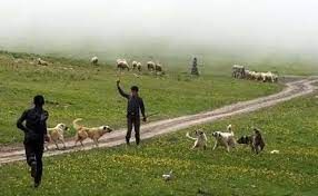 ۸ میلیارد ریال اعتبار به عشایر سیل‌زده شیروان اختصاص یافت