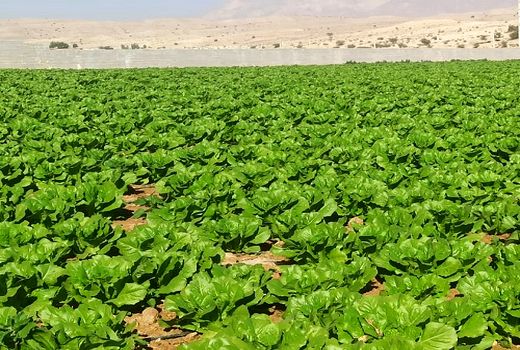 پیش بینی تولید 20 هزارتن کاهو در قیروکارزین