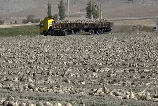«فریدن» رکورددار تولید چغندرقند اصفهان با عیار بالا
