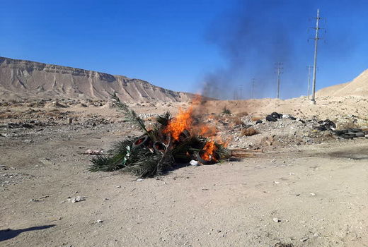 امحاء 38 اصله پاجوش نخل آلوده به آفت سرخرطومی حنایی در گراش