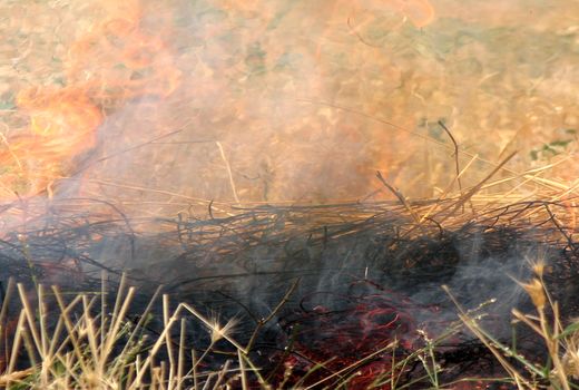 کشاورزان از آتش زدن بقایای گیاهی در مزارع کشاورزی خودداری کنند