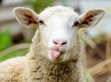 تامین 25 درصد گوشت چهارمحال و بختیاری توسط دام سبک 