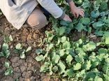 بازدید کارشناسان حفظ نباتات از مزارع کلزای ری 