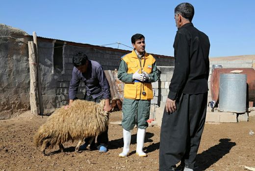 آغاز سی و چهارمین مقصد رزمایش‌های استانی جهاد دامپزشکی در لرستان