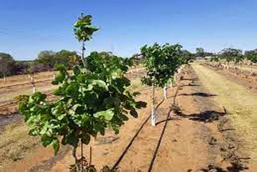 افتتاح دو طرح آبیاری تحت فشار به مناسبت هفته دولت در شهرستان انار