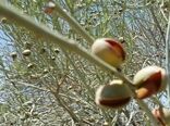 پویش کشت بذر بادام کوهی در چهارمحال و بختیاری آغاز شد