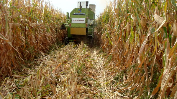 بیش از   ۳۴۰  هزارتن انواع گیاهان علوفه ای در شهرستان البرز تولید شد