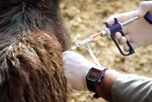 مبارزه علیه بیماری های واگیر در شهرستان دهلران 