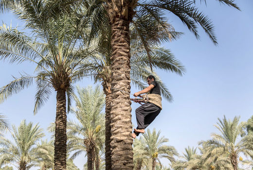 کشت خرما در شهرستان قصرشیرین