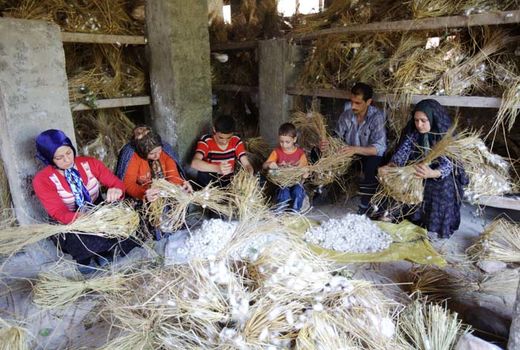 ارتقای دانش زنان روستایی برای رشد نوغانداری