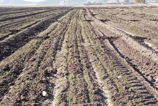 پایان کاشت گندم در فسا 