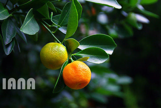 کشت و برداشت نارنگی در باغات مازندران 