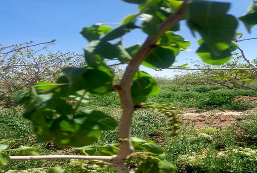 سرمازدگی در شهرستان  شهربابک به محصول  پسته خسارات زیادی وارد آورده است 