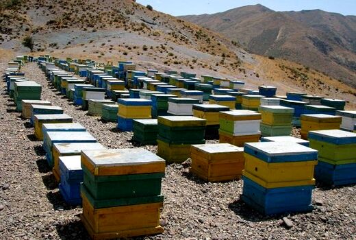 زنبورستان های استان از نظر بیماری های زنبور عسل تحت کنترل و نظارت دامپزشکی هستند
