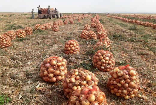 برداشت بیش از ۱۲۷ هزار تن پیاز از مزارع آذربایجان‌غربی