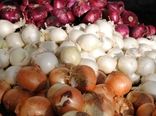خرید توافقی پیاز بهاره توسط شبکه تعاون روستایی ایران