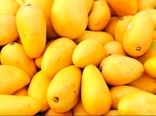 میناب رتبه اول تولید انبه در کشور را به خود اختصاص داد