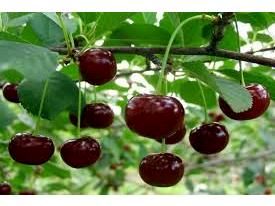 تولید ۵۲۰ تن آلبالو و گیلاس در سوادکوه