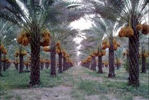 طرح تکثیر و اصلاح نخیلات از طریق کشت بافت