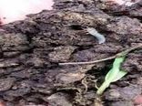 جهاد کشاورزی خراسان شمالی نسبت به فعالیت آفت سوسک سیاه در مزارع غلات هشدار داد