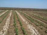 اجرای طرح اصلاح الگوی کشت مساوی با افزایش سود