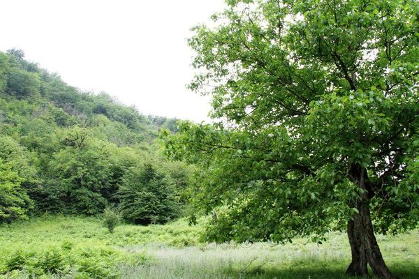 فائو دستورالعمل‌های جدیدی به کشورهای عضو برای پایش ملی جنگل‌ها ارائه کرد