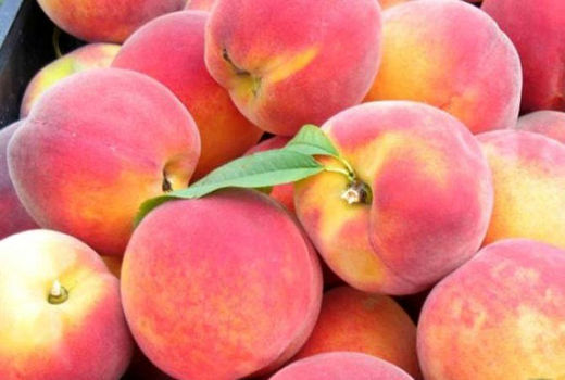 پیش بینی تولید 7500 تن شلیل و هلو در بابل