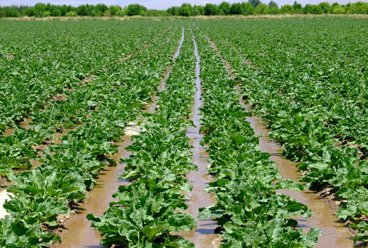 طرح کشت نشایی چغندر قند در اراضی کشاورزی شهرستان البرز اجرا شد 