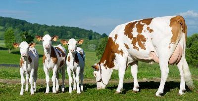 اجرای طرح اصلاح نژاد گاو بومی با نژاد سمینتال در استان مرکزی