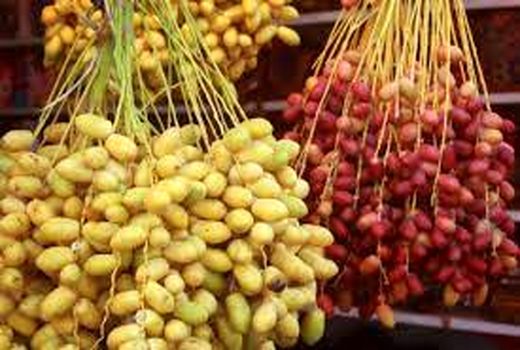 آغاز برداشت محصول «خارک» از نخلستان‌های استان بوشهر