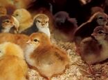 استفاده از جوجه‌های نژاد بومی و ایجاد ارزش افزوده برای محصولات تولیدی