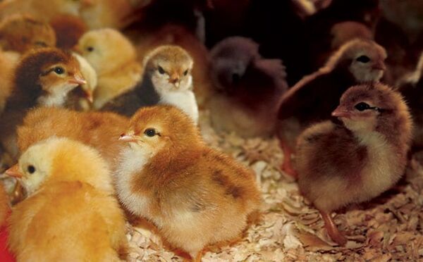 استفاده از جوجه‌های نژاد بومی و ایجاد ارزش افزوده برای محصولات تولیدی