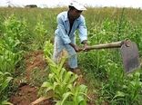 افزایش بهره‌وری مولفه مهم تامین امنیت غذایی است