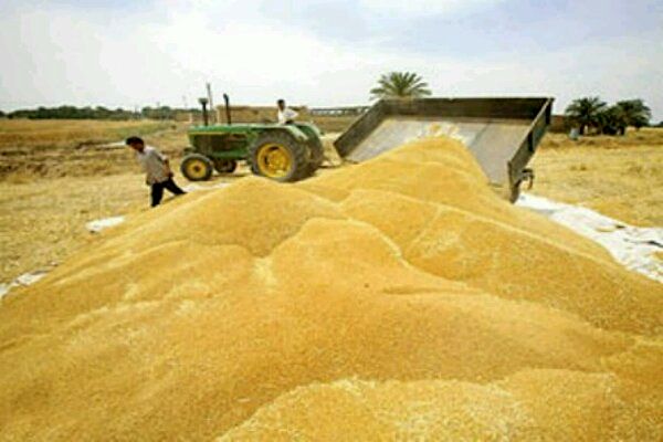 خرید بالغ بر ۱۶ هزار تن گندم مازاد بر نیاز کشاورزان تا نیمه اول خردادماه