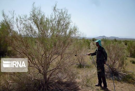 ۹۶۰ هکتار از زمین‌های شهرستان ری علیه ملخ سم‌پاشی شد