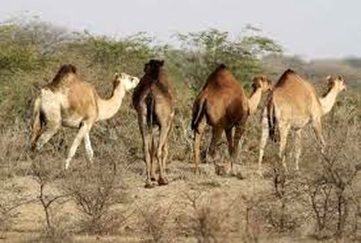وجود 14 شهرستان پرورش دهنده شتر در خوزستان