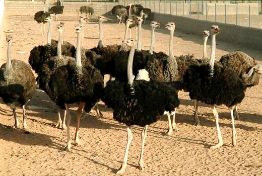 گام بلند اصفهان در صنعت پرورش شترمرغ