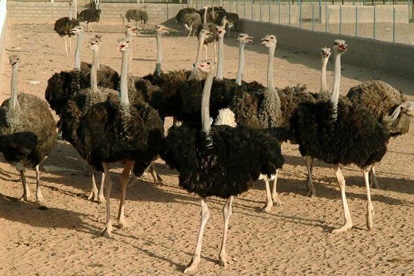 گام بلند اصفهان در صنعت پرورش شترمرغ