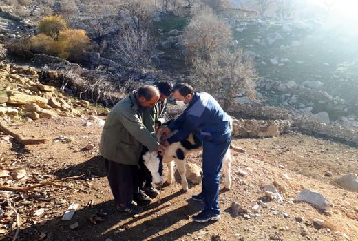 مناطق صعب العبور خوزستان مشمول اقدامات دامپزشکی