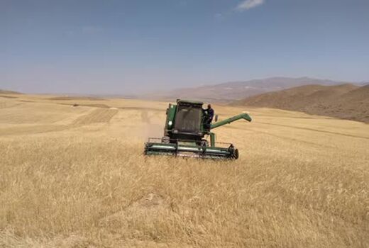 خرید ۲ هزار تن گندم بصورت تضمینی از کشاورزان شهرستان آوج