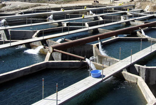  27 مزرعه پرورش ماهی سردآبی آذربایجان شرقی امسال مکانیزه شد