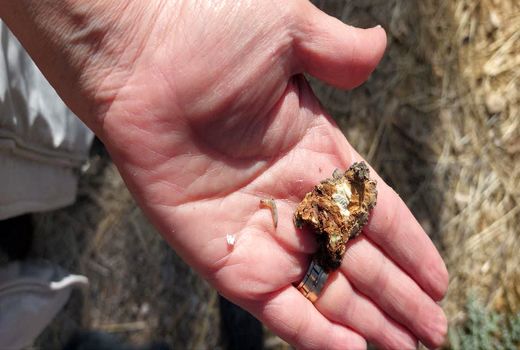 برای نخستین بار آفت شب‌پره چوبخوار زیتون در باغ‌های مرودشت شناسایی شد