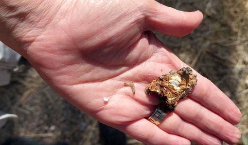 برای نخستین بار آفت شب‌پره چوبخوار زیتون در باغ‌های مرودشت شناسایی شد