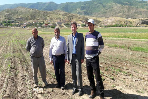 کشت یکپارچه پنبه در 32 هکتار از اراضی زراعی روستای همدان شهرستان خداآفرین 
