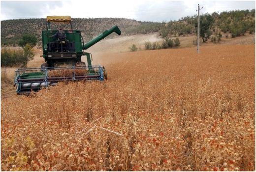 برداشت 29 تن دانه های روغنی گلرنگ در شهرستان خداآفرین