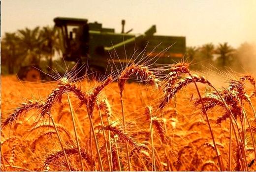 سنگرهای طلایی، سفره‌های آرام / روایتی از فرماندهان خاموش امنیت غذایی در روزهای التهاب