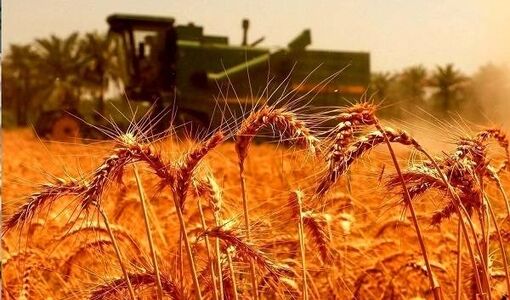 سنگرهای طلایی، سفره‌های آرام / روایتی از فرماندهان خاموش امنیت غذایی در روزهای التهاب