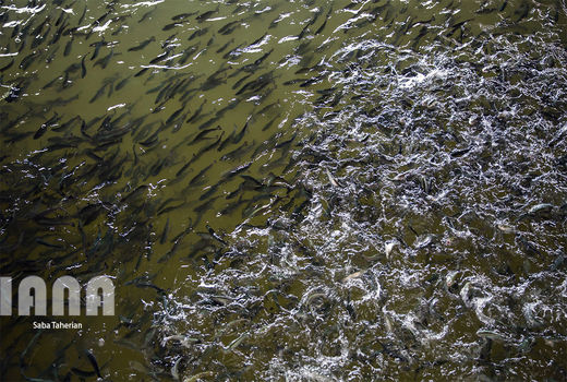 ماهی همان ماهی است